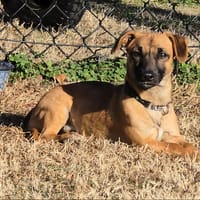 BLAKE, chien à adopter