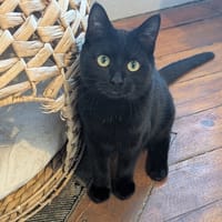 ANTHEA, chatte à adopter