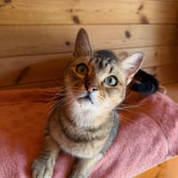 ARYA, chatte à adopter