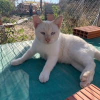 ROMEO, chat à adopter