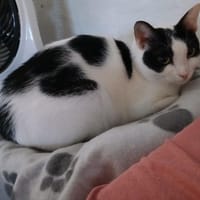 SKARLET, chatte à adopter