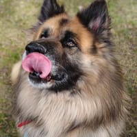 Baril, pies do adopcji