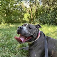 Ozzy, pies do adopcji