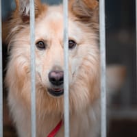 Budyń, pies do adopcji