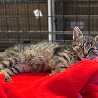 Orzysz, kot do adopcji