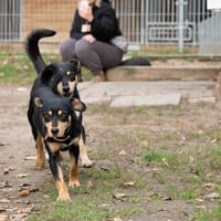 Benny, pies do adopcji