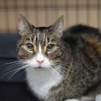 Kacper, kot do adopcji