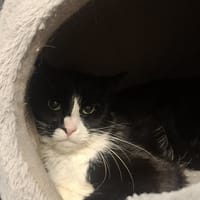 Kajetan, kot do adopcji