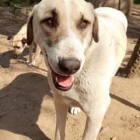 Ausgeglichene & menschenbezogene Pina, Hündin zur Adoption