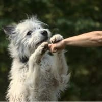 BARNEY sucht SEIN Zuhause!, Hund zur Adoption