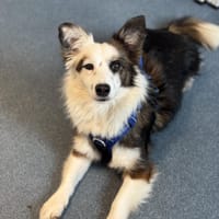 Zita, Mini Sheltie mischling, Hündin zur Adoption