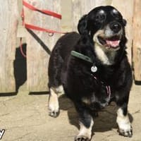 MANDY, Hündin zur Adoption