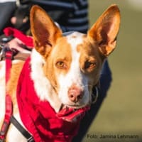 Teddy3 sucht ein Zuhause, Hund zur Adoption