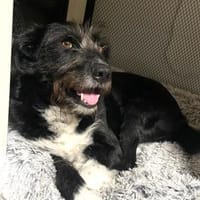 LANY - liebevolle ruhige Hündin, Hündin zur Adoption