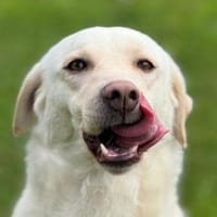 PAMUK wurde im Stich gelassen, Hündin zur Adoption