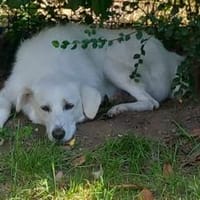 Johan wartet in seiner Pflegestelle, Hund zur Adoption