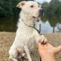 Salix wartet schon so lange, Hund zur Adoption