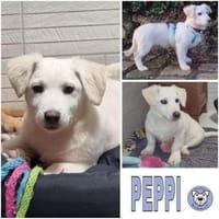 PEPPI -rundum tolles Hundekind-, Hund zur Adoption