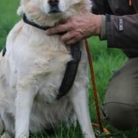 Goldie - sehr lieb u. verschmust, Hündin zur Adoption