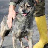 Babbit - verspielt u. aufgeweckt, Hündin zur Adoption