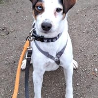 Ramdon - Zuhause gesucht, Hund zur Adoption