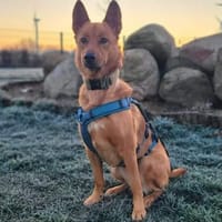 Raya - ist intelligent, Hündin zur Adoption