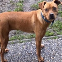 Melissa, Hündin zur Adoption