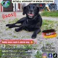 BUDDY - muss nach 6 Jahren weg :-(, Hund zur Adoption