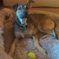 Silvio 💜💜💜 aufgeweckt & neugierig, Hund zur Adoption