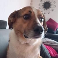 Simba - sensibler Rüde, Hund zur Adoption