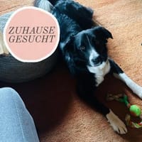 Menschenbezogene ZARA sucht Zuhause❤, Hündin zur Adoption