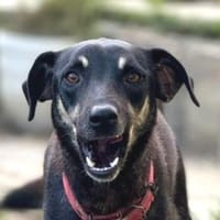 Zuckersüße MACUN, Hündin zur Adoption