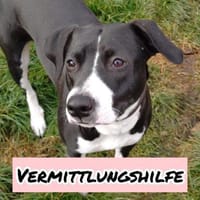 Vermittlungshilfe für KIRA, Hündin zur Adoption