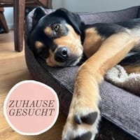 ZAKO sucht Für-Immer-Zuhause ❤, Hund zur Adoption