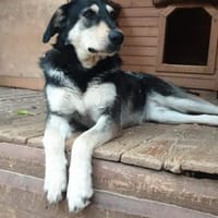 RIMMA- sucht liebevolle Family, Hündin zur Adoption