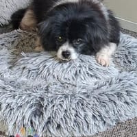 Benny auf Pflegestelle, Hund zur Adoption