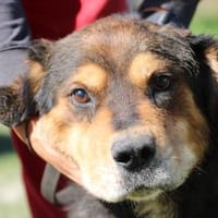 Brad - verschmust u. zutraulich, Hund zur Adoption