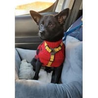 Rudolf - wartet in 76437 Rastatt, Hund zur Adoption