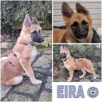EIRA -rundum tolles Hundekind-, Hündin zur Adoption