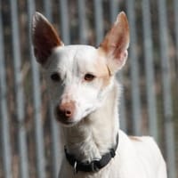 Kross1 sucht ein Zuhause, Hund zur Adoption