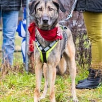 Anouk sucht eine erfahrene Familie, Hund zur Adoption