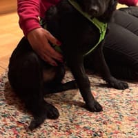 Odin ❤ unglaublich liebevoll- Erkelenz, Hund zur Adoption