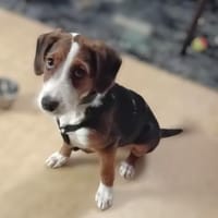 Emilia, freundlich und zauberhaft sucht, Hündin zur Adoption