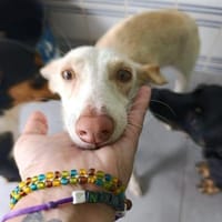 Pironella - ab Mitte 01/2026 auf PS in D, Hündin zur Adoption