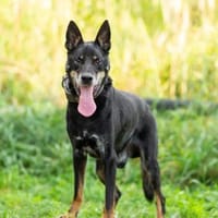 Misha❤suchrt warmes Körbchen, Hund zur Adoption