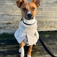 Pacco -Kuschelherz&Platz in deinem Leben, Hund zur Adoption