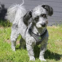 GOTTLIEB - anhänglich&liebenswert, Hund zur Adoption