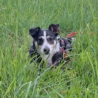 Lilly, Hündin zur Adoption