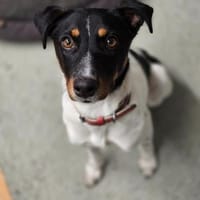 BRISA ❤ kleine Frohnatur, Immenhausen, Hündin zur Adoption