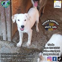 WHITE GIRL-mit den braunen Tupfen, Hündin zur Adoption